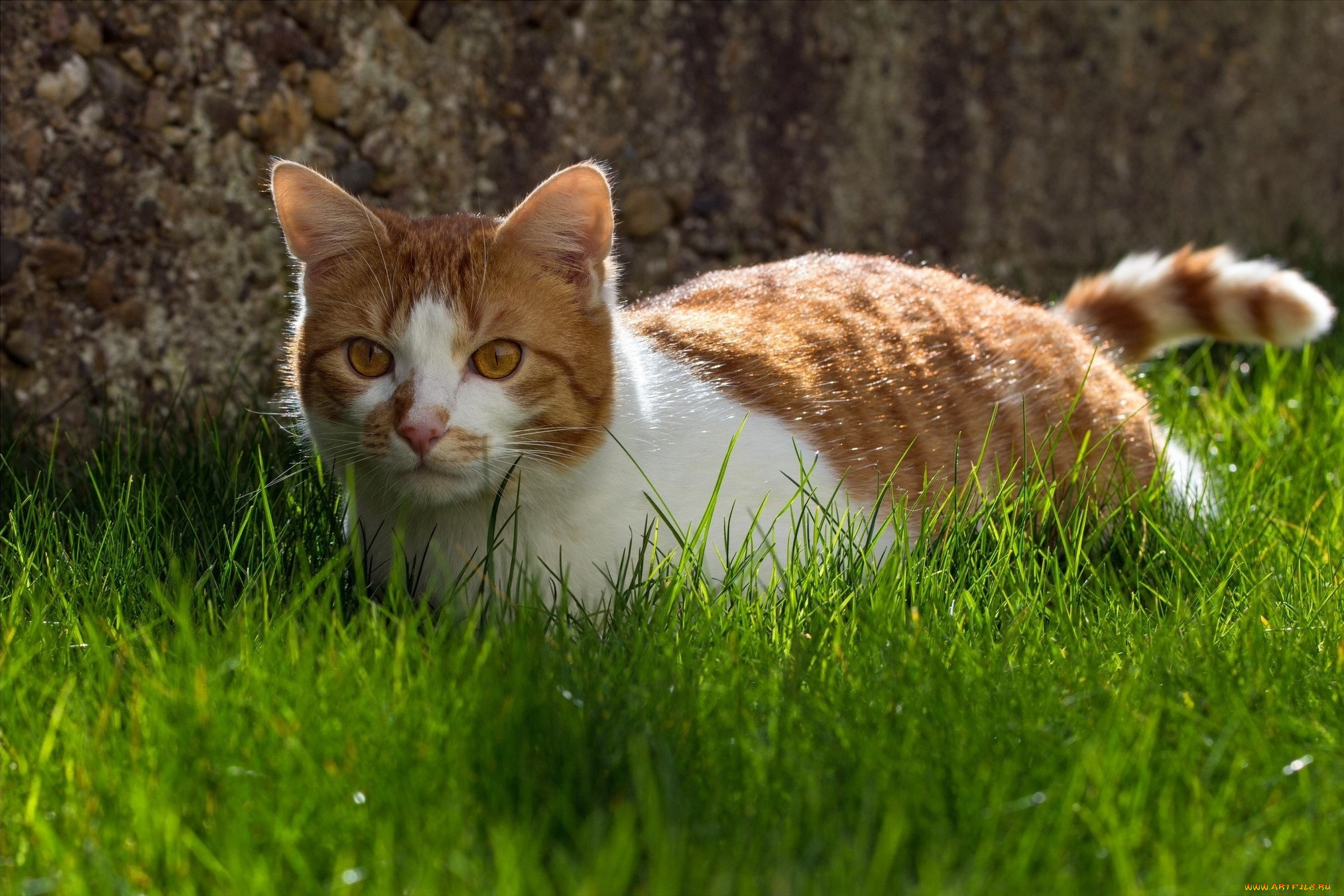 , , grass, cat, animal, , 